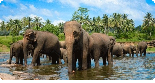 Sri Lanka