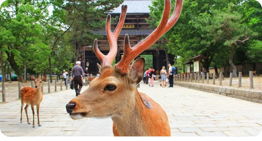Japan