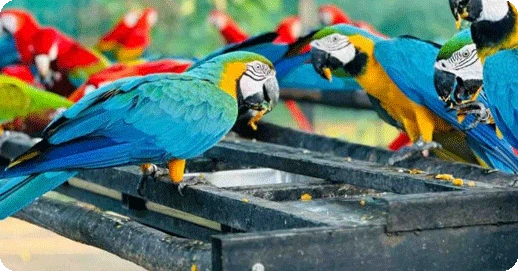 Sri Lanka